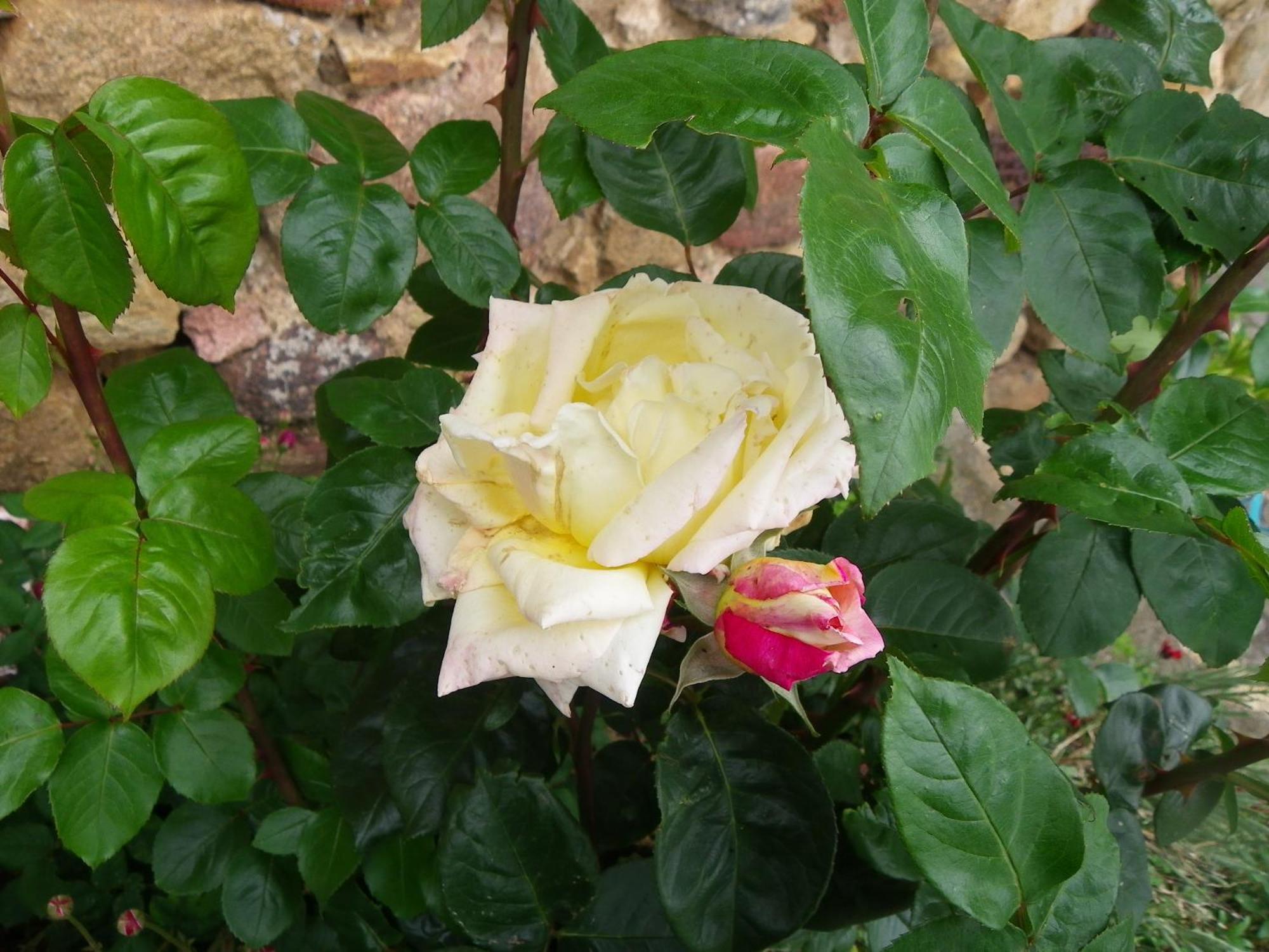 Beaumont  Le Donjon De La Reine Margot B&B 외부 사진